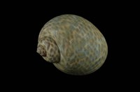 藏品(豹斑玉螺)的圖片